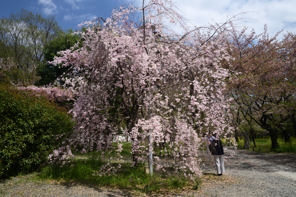 220412b平野神社01