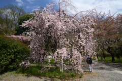 220412b平野神社01