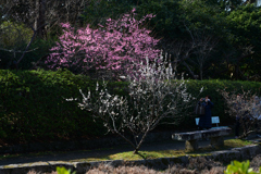 240228a梅宮大社23