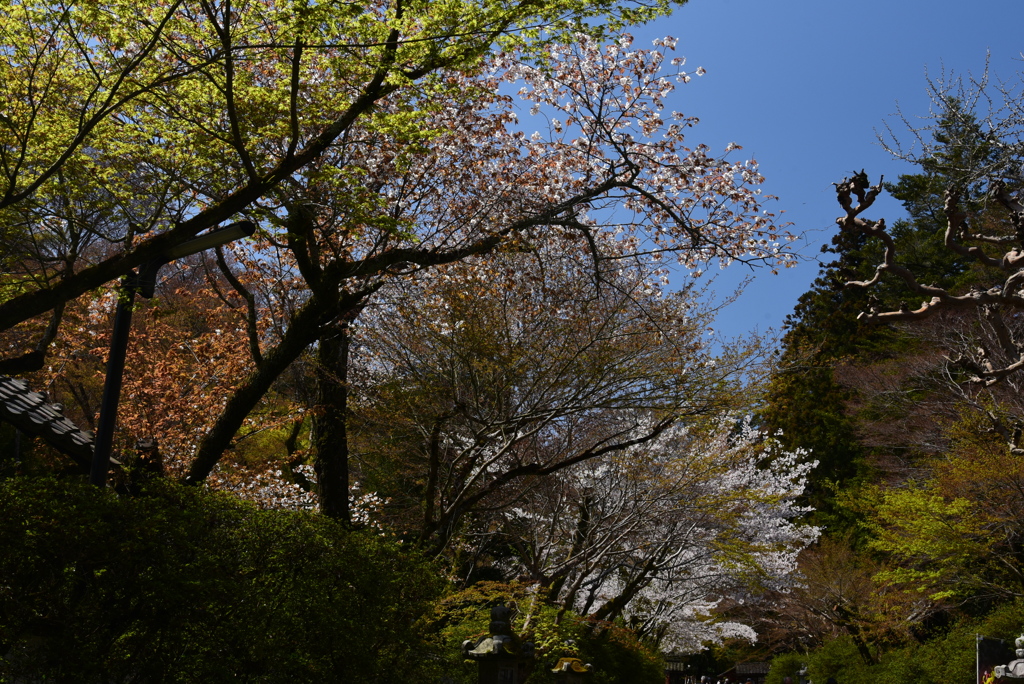 190408a石山寺12