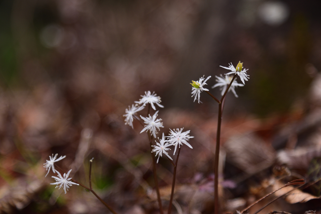 230214京都植物園14