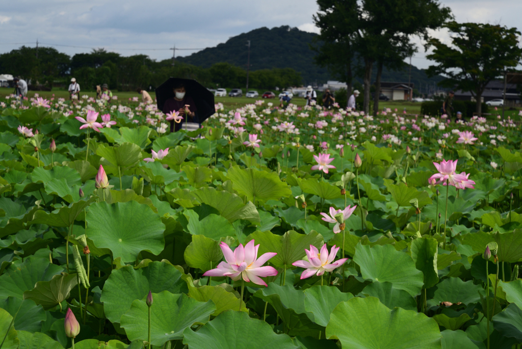 220720a藤原宮跡25