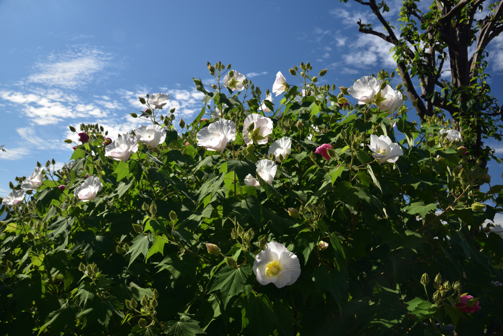 190925c明日香村橘寺08
