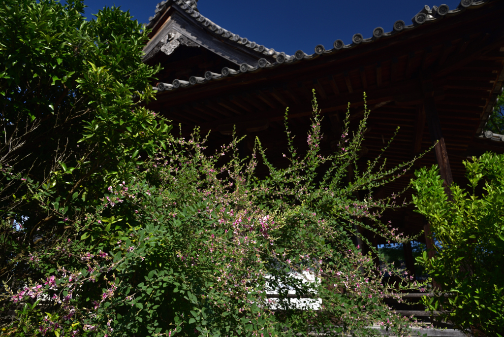190925c明日香村橘寺16