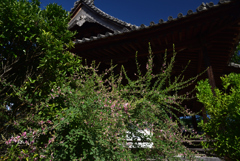 190925c明日香村橘寺16