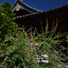190925c明日香村橘寺16