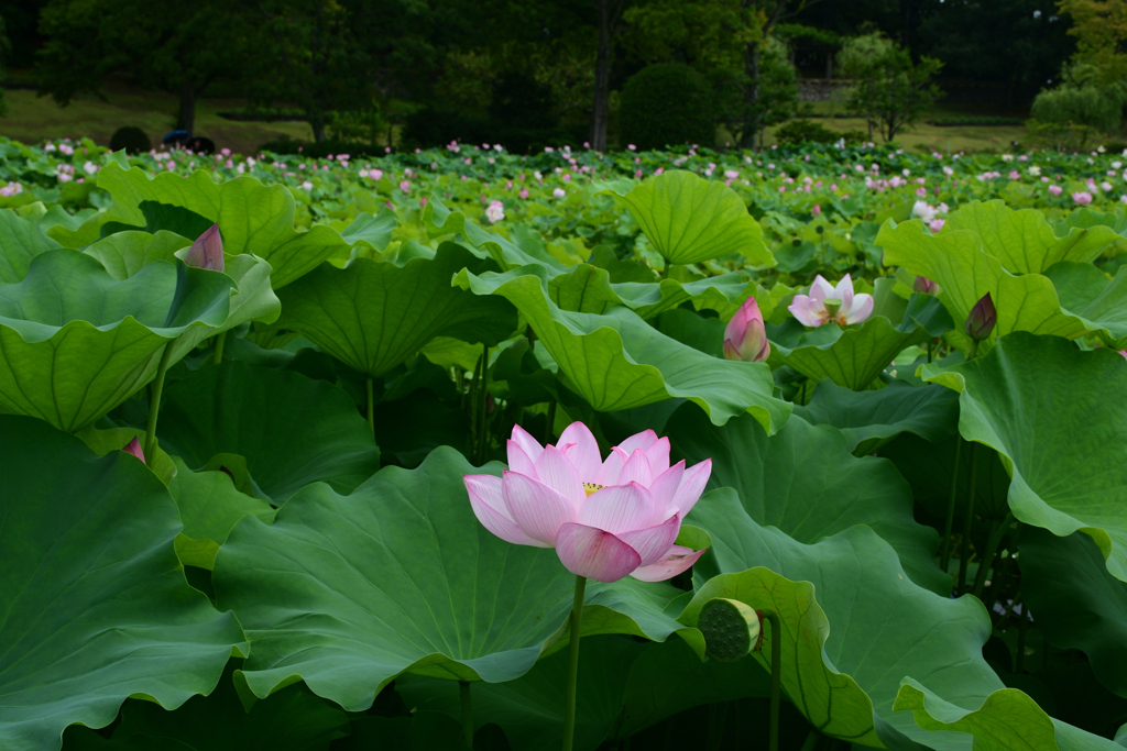 250712万博公園10