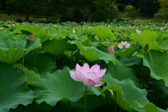 250712万博公園10