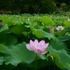 250712万博公園10