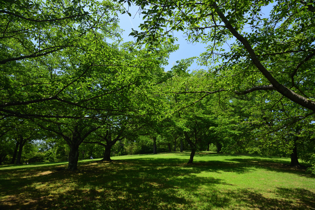 190606馬見丘陵公園39