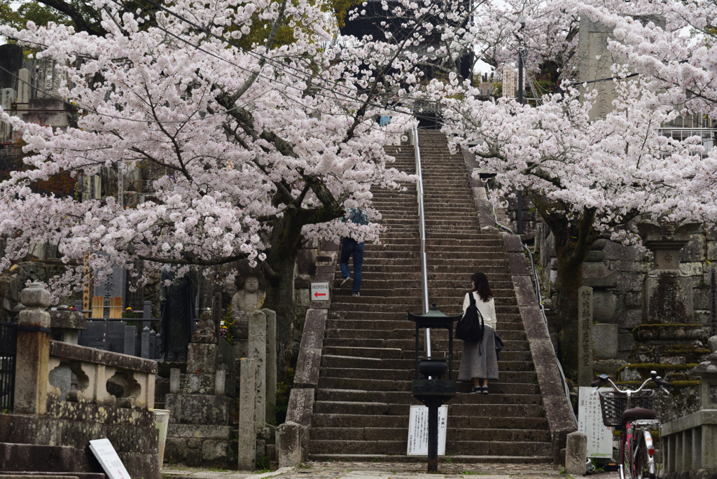 210330b金戒光明寺11