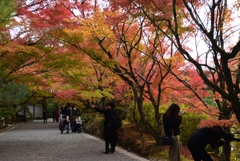 181125d龍安寺17