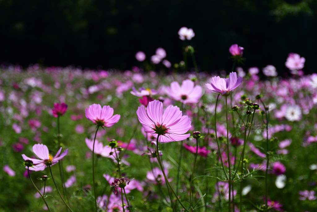 231012万博公園53