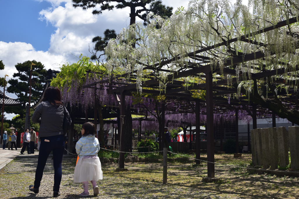 190427a葛井寺50