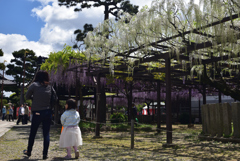 190427a葛井寺50