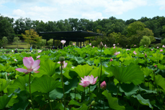 250712万博公園01