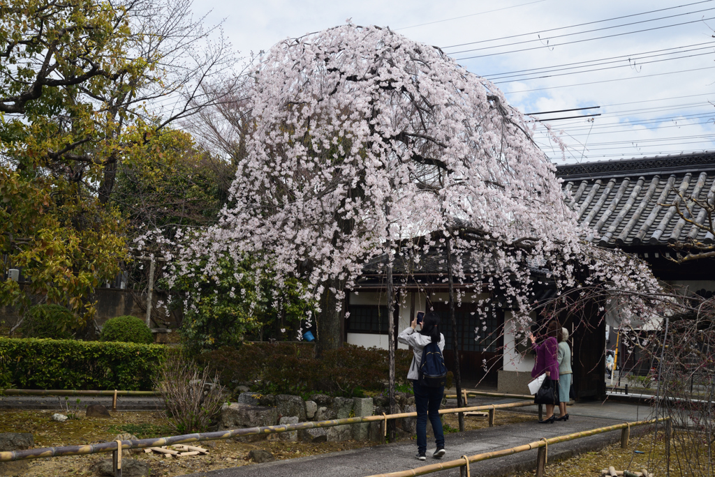 210320d上品蓮台寺40
