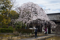 210320d上品蓮台寺40