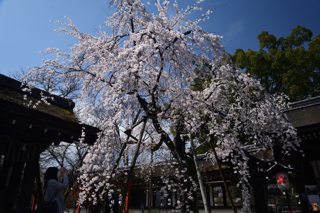 210320a平野神社10