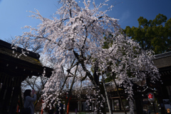 210320a平野神社10