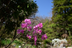 230320a京都植物園14