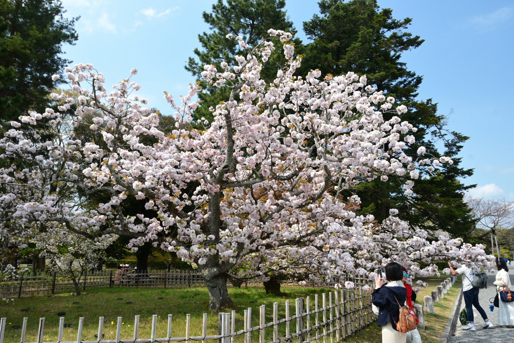 250411b京都御苑21