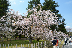 250411b京都御苑21