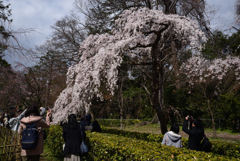 190324d京都御苑18