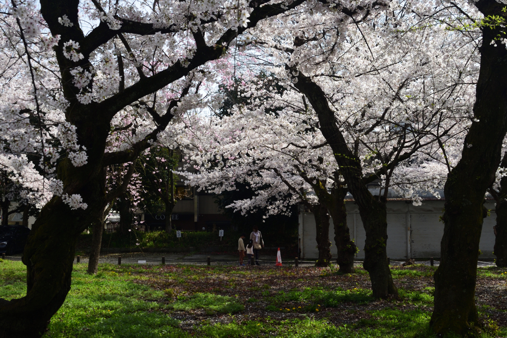 210329c平野神社05