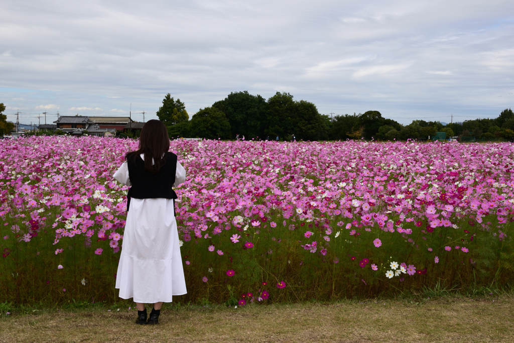 211018a藤原宮跡35