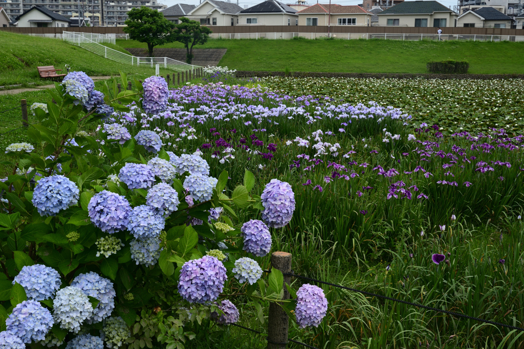230610a白鷺公園04