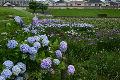 230610a白鷺公園04