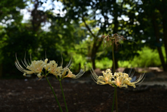 220915c京都植物園20