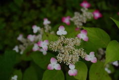 200604京都植物園45