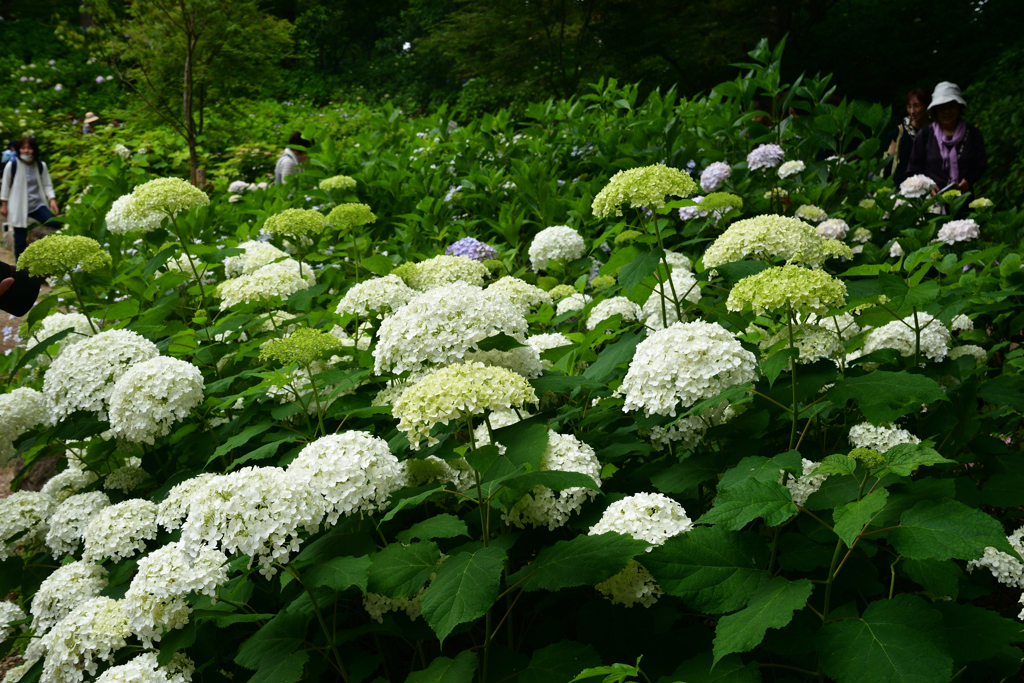 230610b長居植物園28