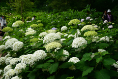 230610b長居植物園28