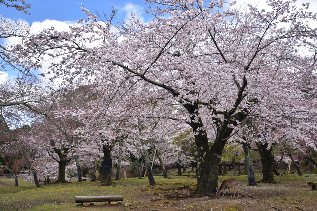 200329a奈良公園11