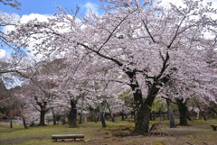 200329a奈良公園11