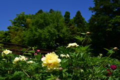 230509京都植物園04