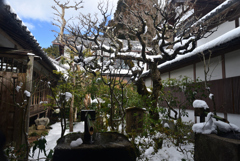 250210a大原三千院15