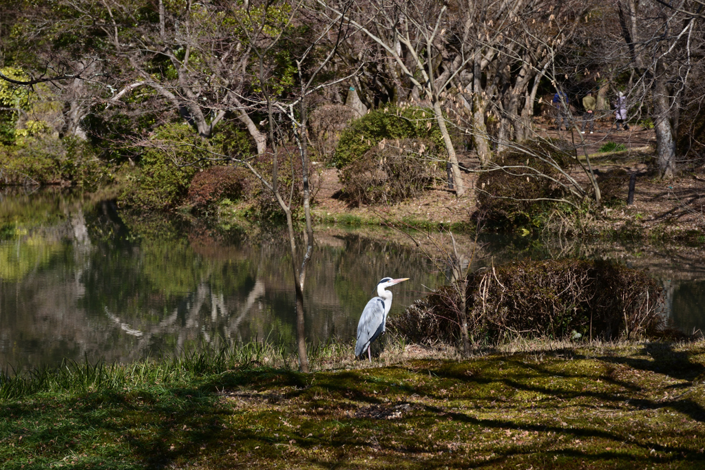 220209京都植物園26