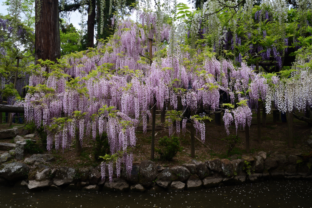 210424b萬葉植物園45