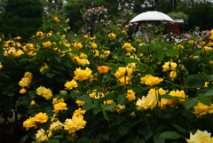 190519京都植物園23