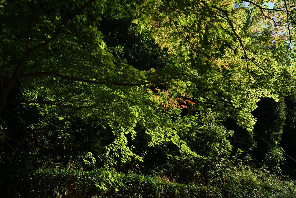211029a東福寺18