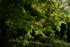 211029a東福寺18