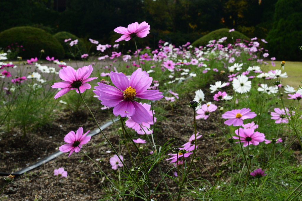 251114a京都植物園10