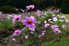 251114a京都植物園10
