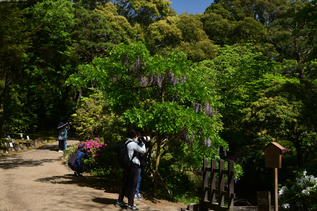 220425c萬葉植物園10