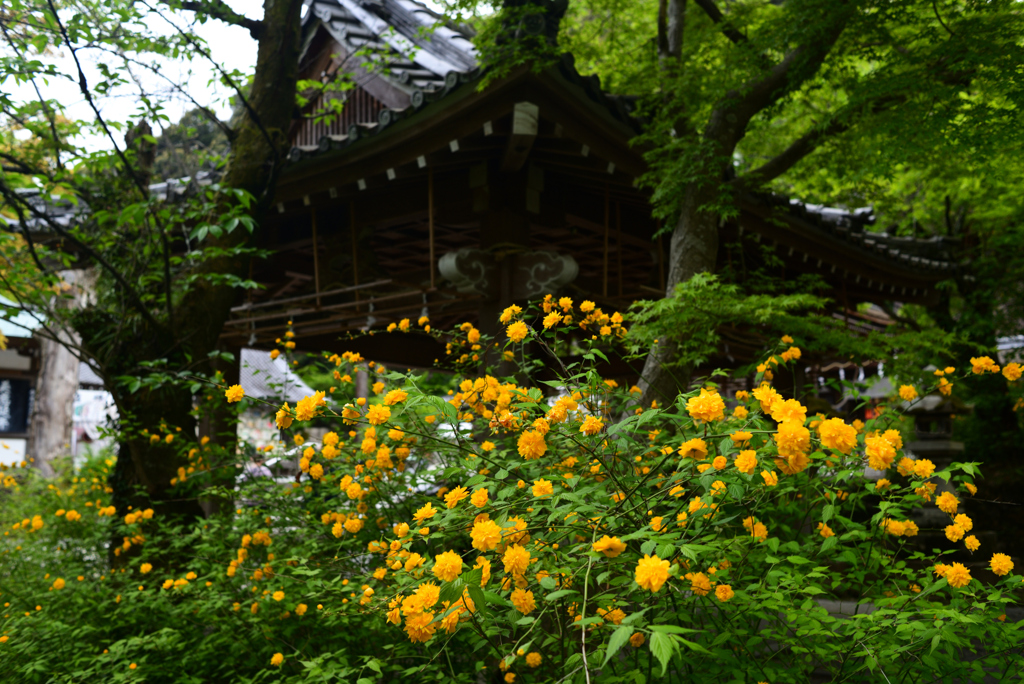 230418b松尾大社14