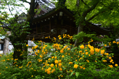 230418b松尾大社14